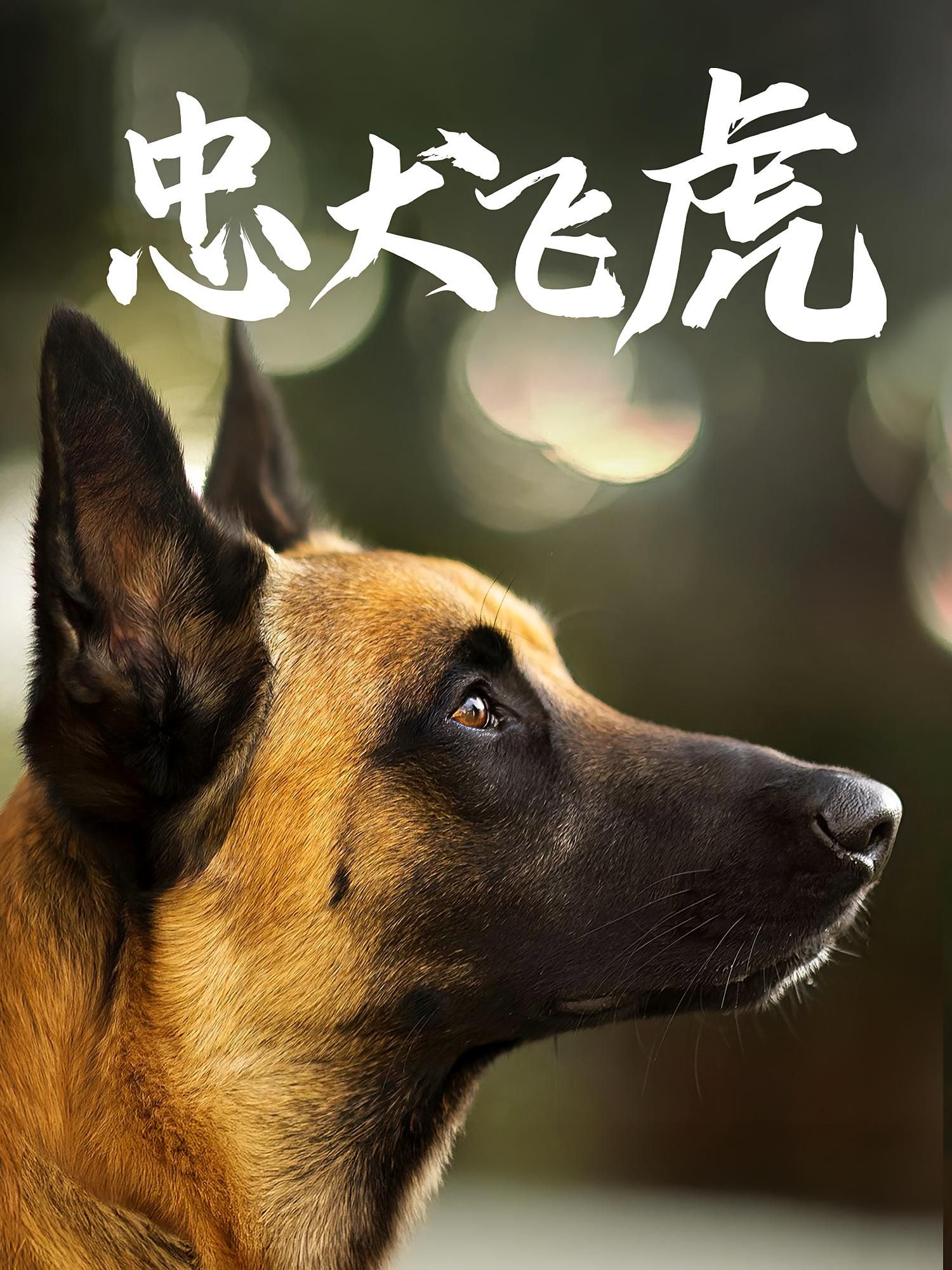 热门短剧忠犬飞虎(33集)吴桂洲&谭镁纶全集完整版未删减免费在线观看,百度网盘夸克网盘资源速存下载 第1张 热门短剧忠犬飞虎(33集)吴桂洲&谭镁纶全集完整版未删减免费在线观看,百度网盘夸克网盘资源速存下载 第1张